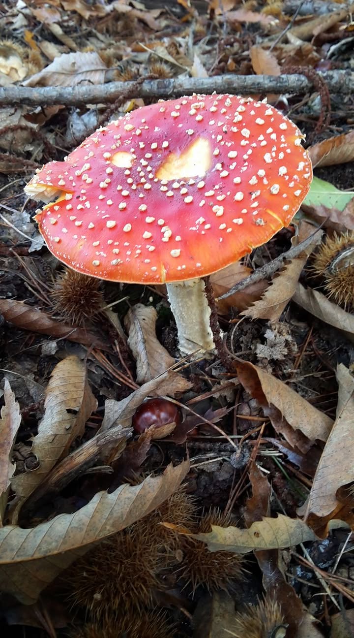 Activités d'Automne-Hiver 2016