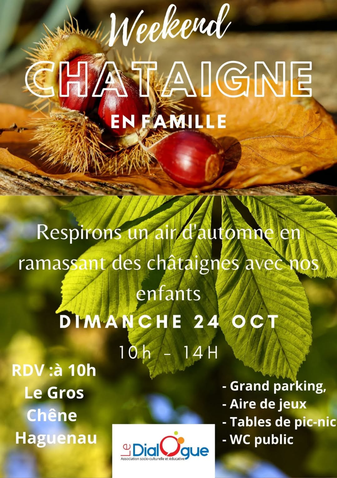 Ramassage de Châtaignes