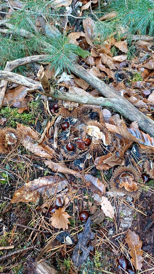 Ramassage de Châtaignes 2021