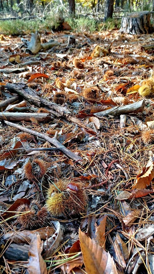 Ramassage de Châtaignes 2021