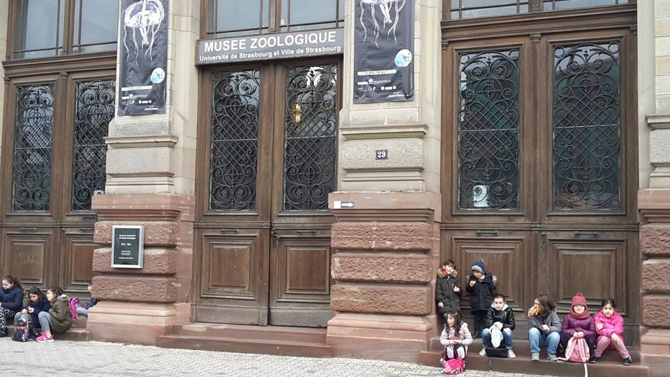 Sortie Musée Zoologique 2018