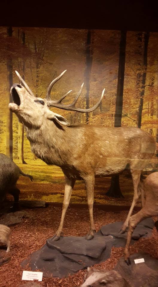 Sortie Musée Zoologique 2018